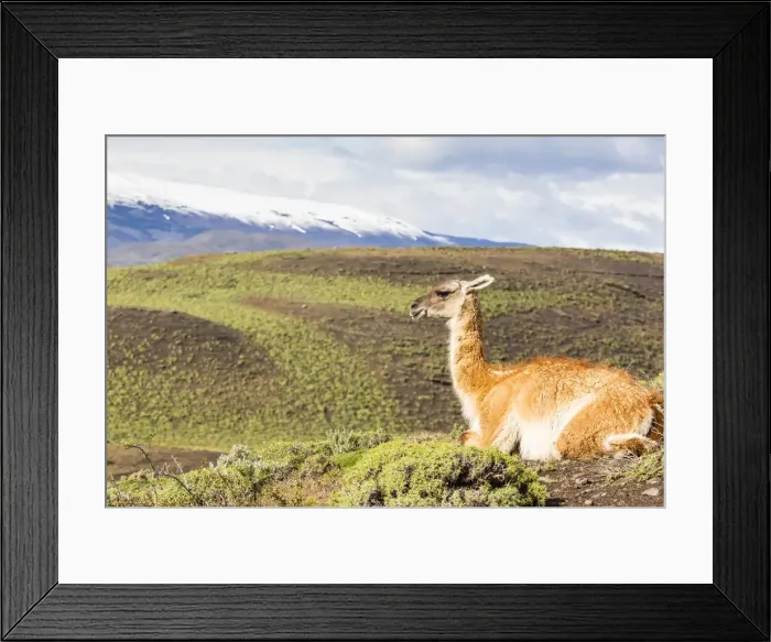 Framed Print : Adult guanacos (Lama guanicoe), Torres del Paine National Park, Patagonia, Chile, South America