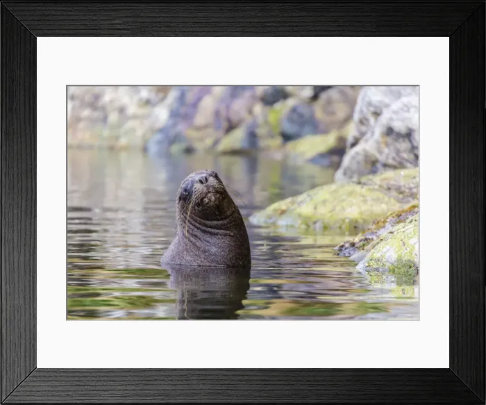 Framed Print : South American sea lion (Otaria flavescens) bull, Seno Agostini Fjord, Strait of Magellan, Patagonia, Chile, South America Framed Print : South American sea lion (Otaria flavescens) bull, Seno Agostini Fjord, Strait of Magellan, Patagonia, Chile, South America