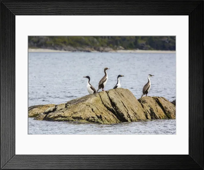 Framed Print : King cormorant (Phalacrocorax albiventer), Wildlife Conservation Society Preserve of Karukinka, Strait of Magellan, Chile, South America