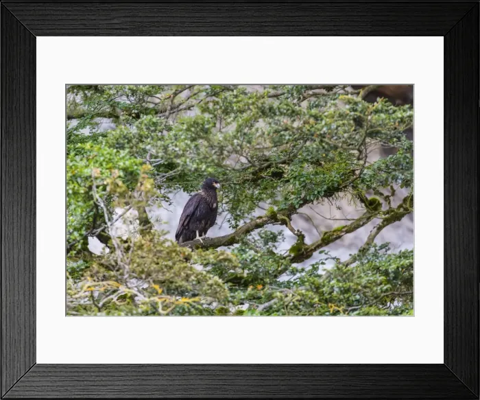 Framed Print : Adult striated caracara (Phalcoboenus australis), Seno Agostini Fjord, Strait of Magellan, Patagonia, Chile, South America Framed Print : Adult striated caracara (Phalcoboenus australis), Seno Agostini Fjord, Strait of Magellan, Patagonia, Chile, South America
