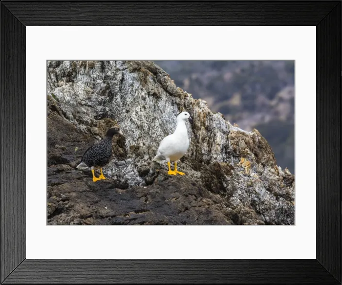 Framed Print : Breeding pair of kelp geese (Chloephaga hybrida), Wildlife Conservation Society Preserve of Karukinka, Strait of Magellan, Chile, South America Framed Print : Breeding pair of kelp geese (Chloephaga hybrida), Wildlife Conservation Society Preserve of Karukinka, Strait of Magellan, Chile, South America