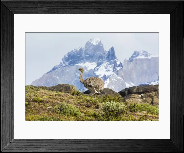 Framed Print : Adult lesser rhea (Pterocnemia pennata), Torres del Paine National Park, Patagonia, Chile, South America Framed Print : Adult lesser rhea (Pterocnemia pennata), Torres del Paine National Park, Patagonia, Chile, South America
