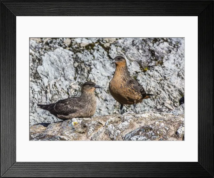 Framed Print : Breeding pair of Chilean skuas (Stercorarius chilensis), Seno Agostini Fjord, Strait of Magellan, Patagonia, Chile, South America Framed Print : Breeding pair of Chilean skuas (Stercorarius chilensis), Seno Agostini Fjord, Strait of Magellan, Patagonia, Chile, South America