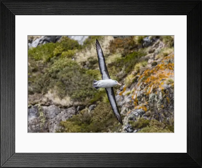 Framed Print : Adult black-browed Albatross (Thalassarche melanophrys), Wildlife Conservation Society Preserve of Karukinka, Strait of Magellan, Chile, South America Framed Print : Adult black-browed Albatross (Thalassarche melanophrys), Wildlife Conservation Society Preserve of Karukinka, Strait of Magellan, Chile, South America