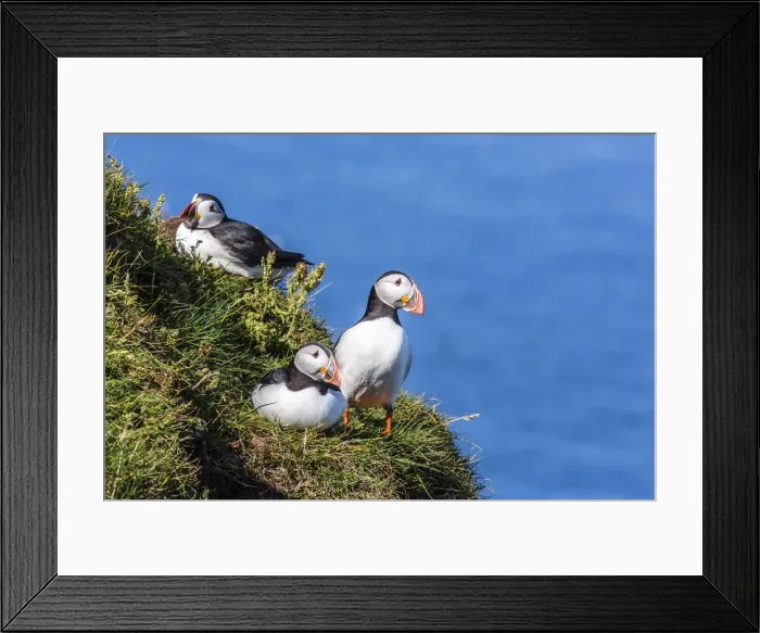 Framed Print : Atlantic puffins (Fratercula arctica), Mykines Island, Faroes, Denmark, Europe Framed Print : Atlantic puffins (Fratercula arctica), Mykines Island, Faroes, Denmark, Europe