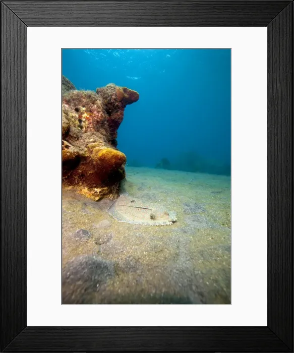 Framed Print : A rare maculated flounder (Bothus maculiferus), Dominica, West Indies, Caribbean, Central America Framed Print : A rare maculated flounder (Bothus maculiferus), Dominica, West Indies, Caribbean, Central America