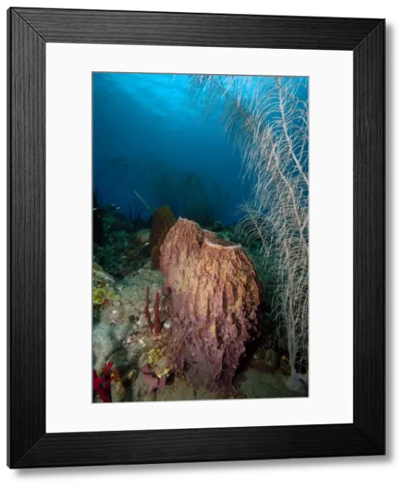 Framed Print : Giant barrel sponge, Dominica, West Indies, Caribbean, Central America Framed Print : Giant barrel sponge, Dominica, West Indies, Caribbean, Central America
