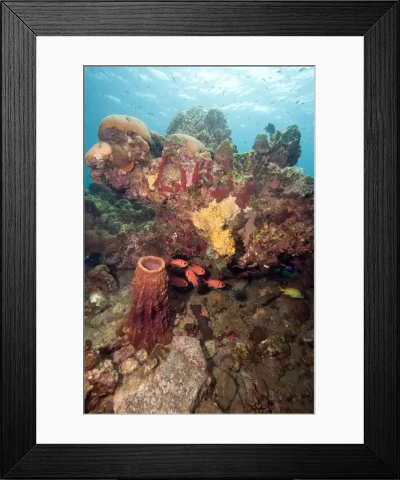 Framed Print : Reef scene with soldier fish, Dominica, West Indies, Caribbean, Central America Framed Print : Reef scene with soldier fish, Dominica, West Indies, Caribbean, Central America