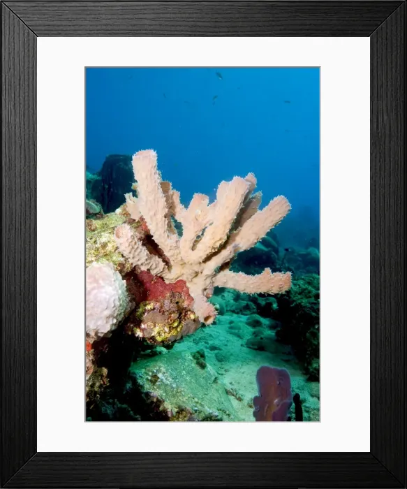Framed Print : Yellow tube sponge (Aplysina fistularis), Dominica, West Indies, Caribbean, Central America Framed Print : Yellow tube sponge (Aplysina fistularis), Dominica, West Indies, Caribbean, Central America