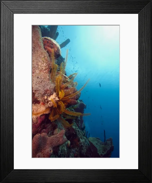 Framed Print : Reef scene with feather star, Dominica, West Indies, Caribbean, Central America Framed Print : Reef scene with feather star, Dominica, West Indies, Caribbean, Central America