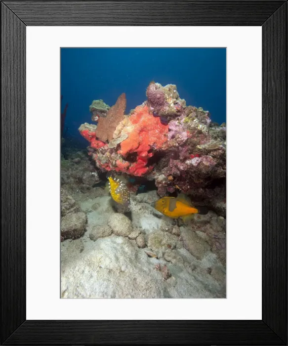 Framed Print : Two white spotted filefish, one in the orange phase, one in the white spotted phase, Dominica, West Indies, Caribbean, Central America Framed Print : Two white spotted filefish, one in the orange phase, one in the white spotted phase, Dominica, West Indies, Caribbean, Central America