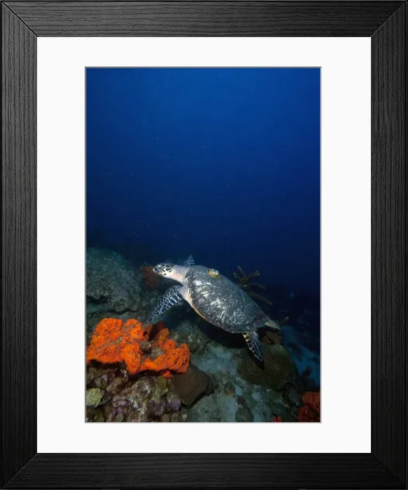 Framed Print : Hawksbill turtle (Eretmochelys) with a tracking device on its back, Dominica, West Indies, Caribbean, Central America Framed Print : Hawksbill turtle (Eretmochelys) with a tracking device on its back, Dominica, West Indies, Caribbean, Central America