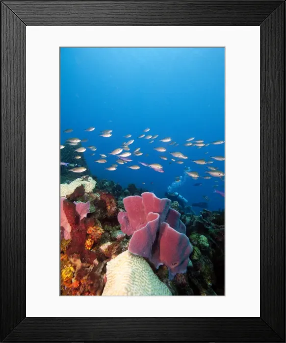 Framed Print : Reef scene with sponges, Dominica, West Indies, Caribbean, Central America Framed Print : Reef scene with sponges, Dominica, West Indies, Caribbean, Central America
