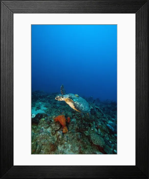 Framed Print : Hawksbill turtle (Eretmochelys) with a tracking device on its back, Dominica, West Indies, Caribbean, Central America Framed Print : Hawksbill turtle (Eretmochelys) with a tracking device on its back, Dominica, West Indies, Caribbean, Central America