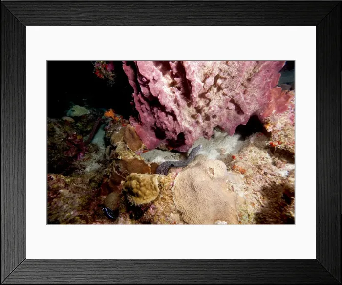 Framed Print : Spotted moray eel (Gymnothorax moringa) swimming, Dominica, West Indies, Caribbean, Central America Framed Print : Spotted moray eel (Gymnothorax moringa) swimming, Dominica, West Indies, Caribbean, Central America