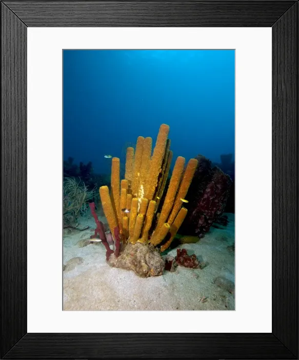 Framed Print : Yellow tube sponge (Aplysina fistularis), Dominica, West Indies, Caribbean, Central America Framed Print : Yellow tube sponge (Aplysina fistularis), Dominica, West Indies, Caribbean, Central America