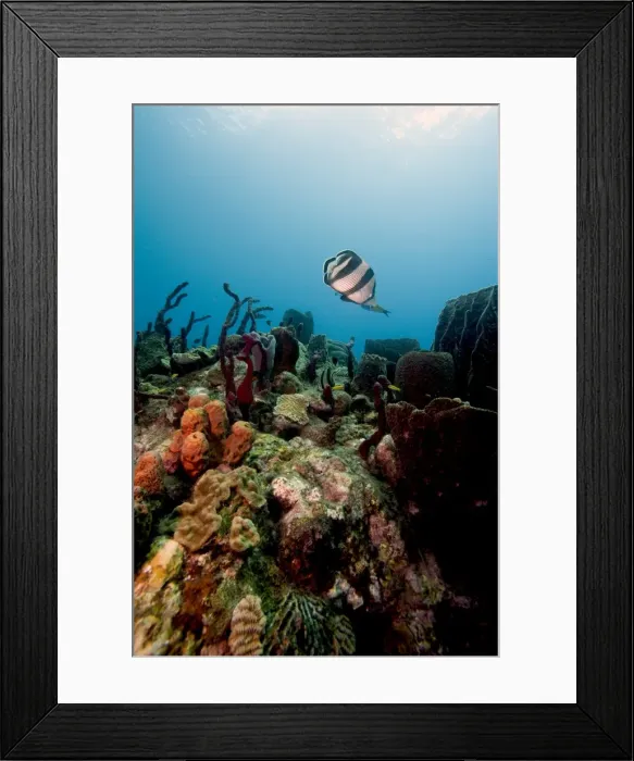 Framed Print : Reef scene with banded butterflyfish (Chaetodon striatus), Dominica, West Indies, Caribbean, Central America Framed Print : Reef scene with banded butterflyfish (Chaetodon striatus), Dominica, West Indies, Caribbean, Central America