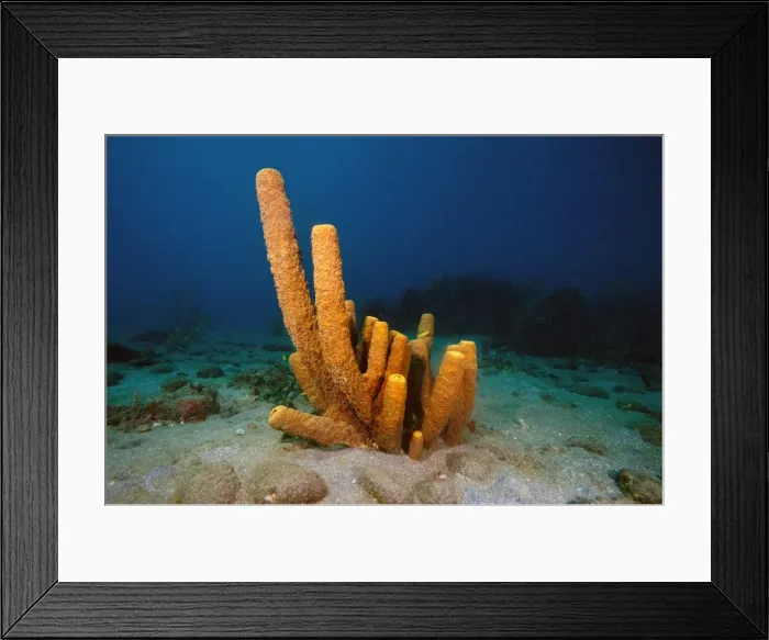 Framed Print : Yellow tube sponge (Aplysina fistularis), Dominica, West Indies, Caribbean, Central America Framed Print : Yellow tube sponge (Aplysina fistularis), Dominica, West Indies, Caribbean, Central America