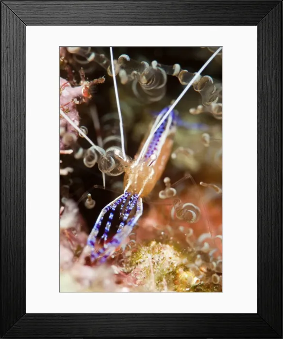 Framed Print : Pederson cleaner shrimp (Periclimenes pedersoni), Dominica, West Indies, Caribbean, Central America Framed Print : Pederson cleaner shrimp (Periclimenes pedersoni), Dominica, West Indies, Caribbean, Central America