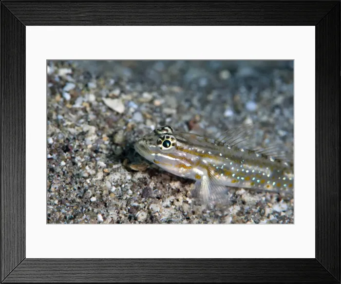 Framed Print : Bridled goby (Coryphopterus glaucofraenum), Dominica, West Indies, Caribbean, Central America Framed Print : Bridled goby (Coryphopterus glaucofraenum), Dominica, West Indies, Caribbean, Central America