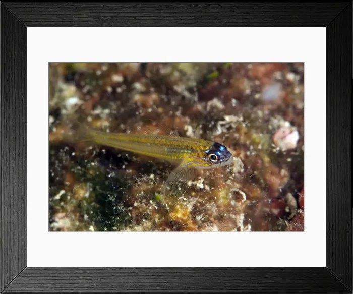 Framed Print : Peppermint goby (Coryphopterus lipernes), Dominica, West Indies, Caribbean, Central America Framed Print : Peppermint goby (Coryphopterus lipernes), Dominica, West Indies, Caribbean, Central America