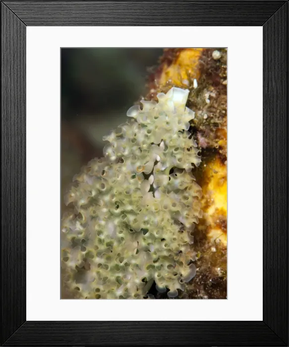 Framed Print : Lettuce sea slug (Elysia crispata), Dominica, West Indies, Caribbean, Central America Framed Print : Lettuce sea slug (Elysia crispata), Dominica, West Indies, Caribbean, Central America