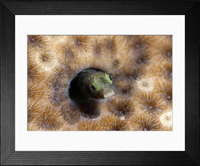 Framed Print : Roughhead blenny (Acanthemblemaria aspera), Dominica, West Indies, Caribbean, Central America Framed Print : Roughhead blenny (Acanthemblemaria aspera), Dominica, West Indies, Caribbean, Central America