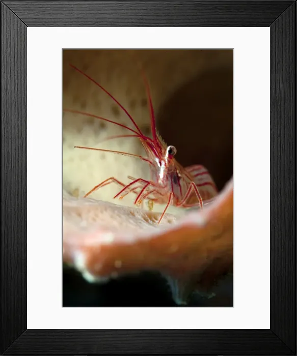 Framed Print : Peppermint shrimp (Lysmata wurdemanni), Dominica, West Indies, Caribbean, Central America Framed Print : Peppermint shrimp (Lysmata wurdemanni), Dominica, West Indies, Caribbean, Central America