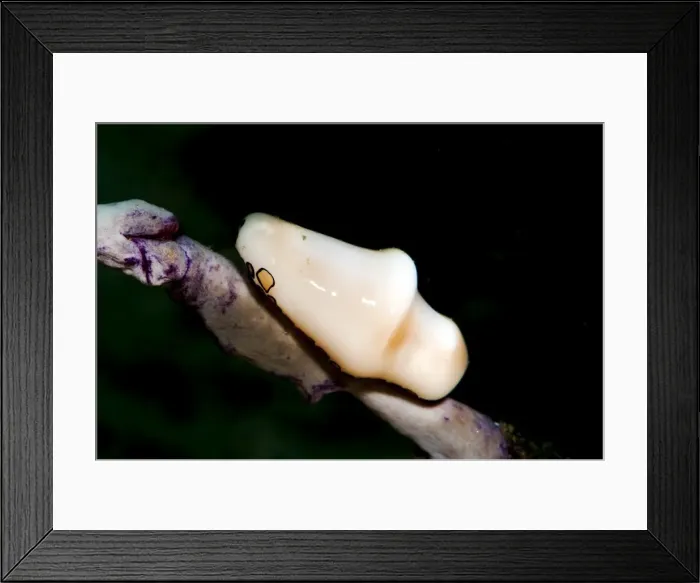 Framed Print : Flamingo tongue (Cyphoma gibbosum), Dominica, West Indies, Caribbean, Central America