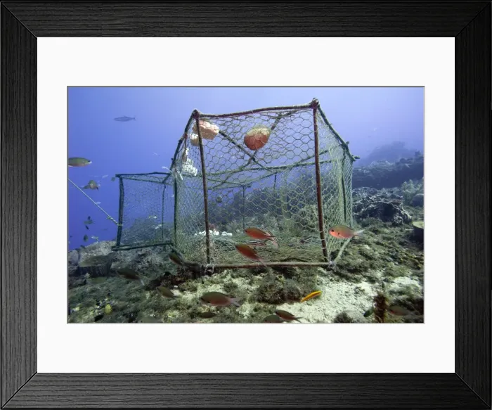 Framed Print : Fishing cage in Dominica, West Indies, Caribbean, Central America Framed Print : Fishing cage in Dominica, West Indies, Caribbean, Central America