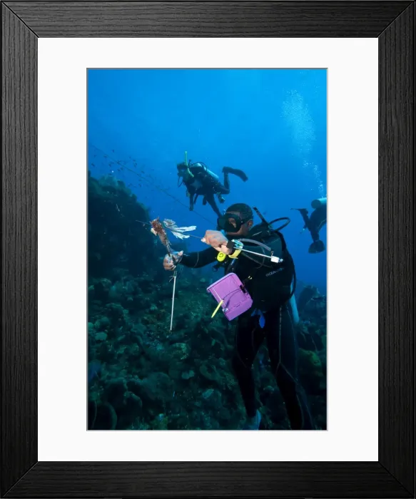 Framed Print : Dive guide culling Pacific lionfish which have infested the Caribbean, Dominica, West Indies, Caribbean, Central America Framed Print : Dive guide culling Pacific lionfish which have infested the Caribbean, Dominica, West Indies, Caribbean, Central America