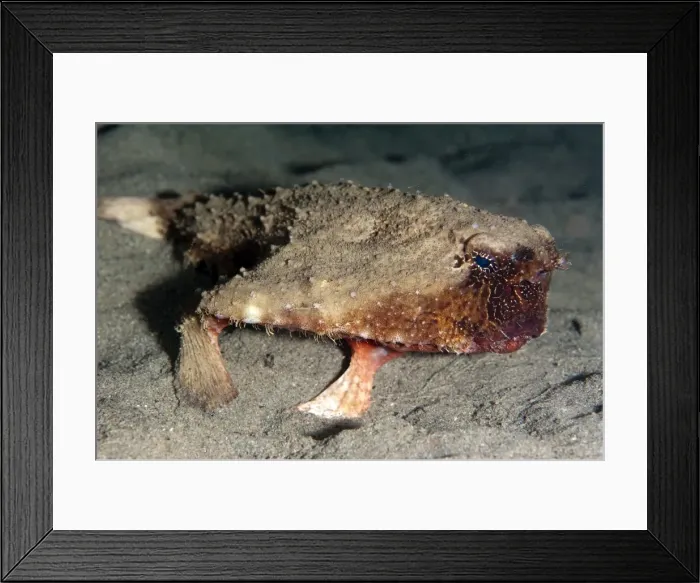 Framed Print : A rare rough back walking batfish (Ogcocephalus parvas) that usually lives at depth to 300m, Dominica, West Indies, Caribbean, Central America Framed Print : A rare rough back walking batfish (Ogcocephalus parvas) that usually lives at depth to 300m, Dominica, West Indies, Caribbean, Central America