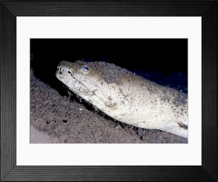 Framed Print : King spotted snake eel (Ophichthus ophis), Dominica, West Indies, Caribbean, Central America