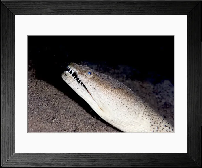 Framed Print : King spotted snake eel (Ophichthus ophis), Dominica, West Indies, Caribbean, Central America Framed Print : King spotted snake eel (Ophichthus ophis), Dominica, West Indies, Caribbean, Central America