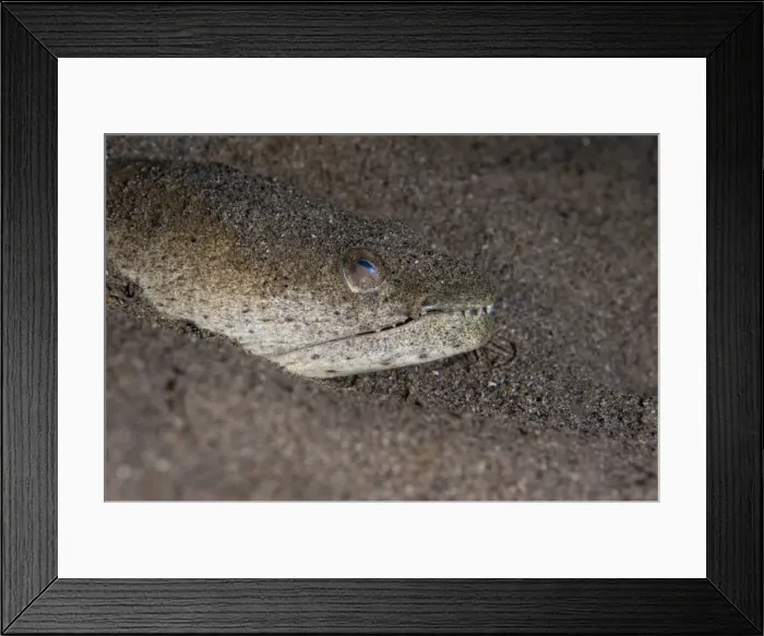 Framed Print : King spotted snake eel (Ophichthus ophis), Dominica, West Indies, Caribbean, Central America Framed Print : King spotted snake eel (Ophichthus ophis), Dominica, West Indies, Caribbean, Central America