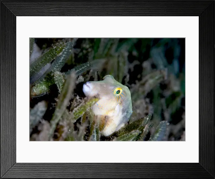 Framed Print : Sharpnose pufferfish (Canthigaster rostrata), Dominica, West Indies, Caribbean, Central America Framed Print : Sharpnose pufferfish (Canthigaster rostrata), Dominica, West Indies, Caribbean, Central America