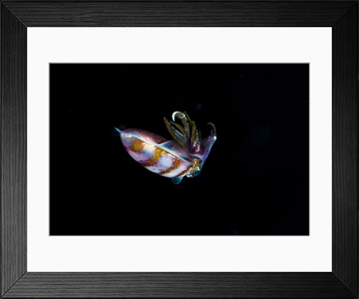 Framed Print : Caribbean reef squid (Sepioteuthis sepioidea), Dominica, West Indies, Caribbean, Central America Framed Print : Caribbean reef squid (Sepioteuthis sepioidea), Dominica, West Indies, Caribbean, Central America