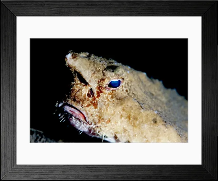 Framed Print : A rare longnose walking batfish (Ogcocephalus corniger) that usually lives at depths to 300m, Dominica, West Indies, Caribbean, Central America Framed Print : A rare longnose walking batfish (Ogcocephalus corniger) that usually lives at depths to 300m, Dominica, West Indies, Caribbean, Central America