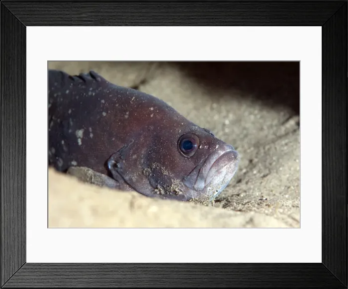 Framed Print : Whitespotted soapfish (Rypticus maculatus), Dominica, West Indies, Caribbean, Central America