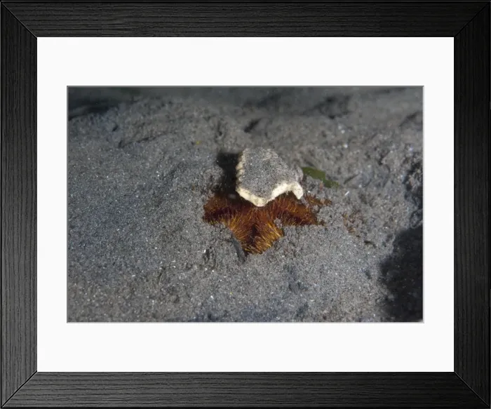 Framed Print : Camouflaged sea urchin, Dominica, West Indies, Caribbean, Central America Framed Print : Camouflaged sea urchin, Dominica, West Indies, Caribbean, Central America