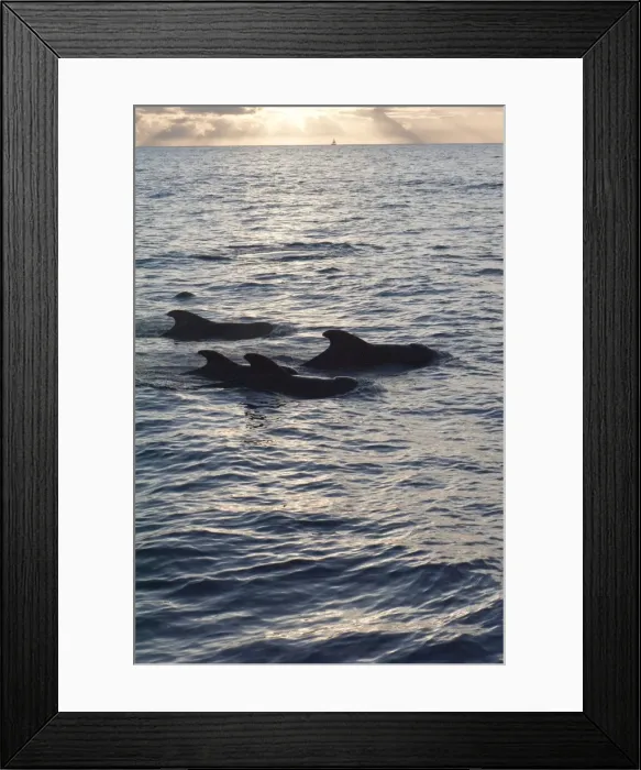 Framed Print : Pilot whales off the coast of Dominica, West Indies, Caribbean, Central America Framed Print : Pilot whales off the coast of Dominica, West Indies, Caribbean, Central America