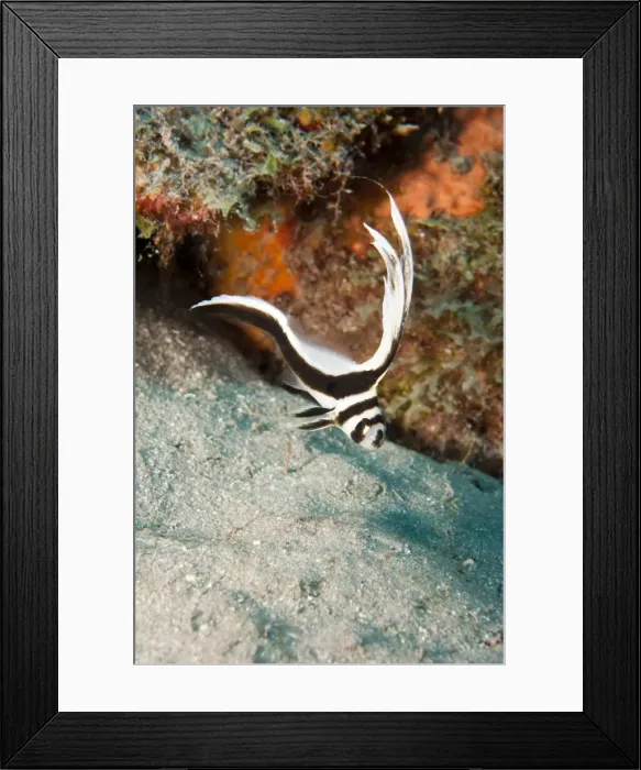 Framed Print : Juvenile spotted drum (Equetus punctatus), Dominica, West Indies, Caribbean, Central America Framed Print : Juvenile spotted drum (Equetus punctatus), Dominica, West Indies, Caribbean, Central America