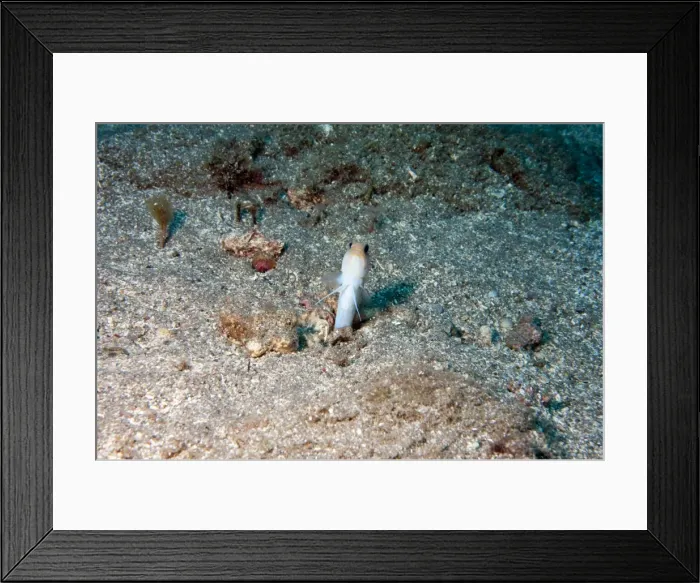 Framed Print : Yellowhead jawfish (Opistognathus aurifrons), Dominica, West Indies, Caribbean, Central America Framed Print : Yellowhead jawfish (Opistognathus aurifrons), Dominica, West Indies, Caribbean, Central America