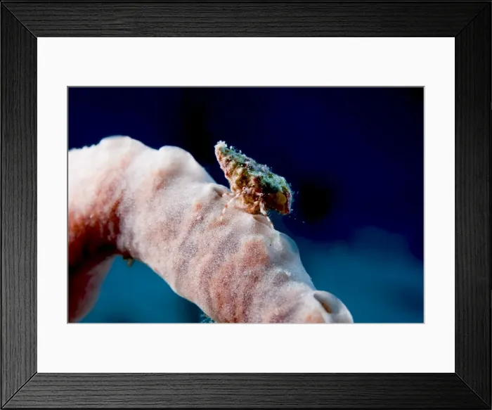 Framed Print : Hermit crab on a sponge, Dominica, West Indies, Caribbean, Central America Framed Print : Hermit crab on a sponge, Dominica, West Indies, Caribbean, Central America