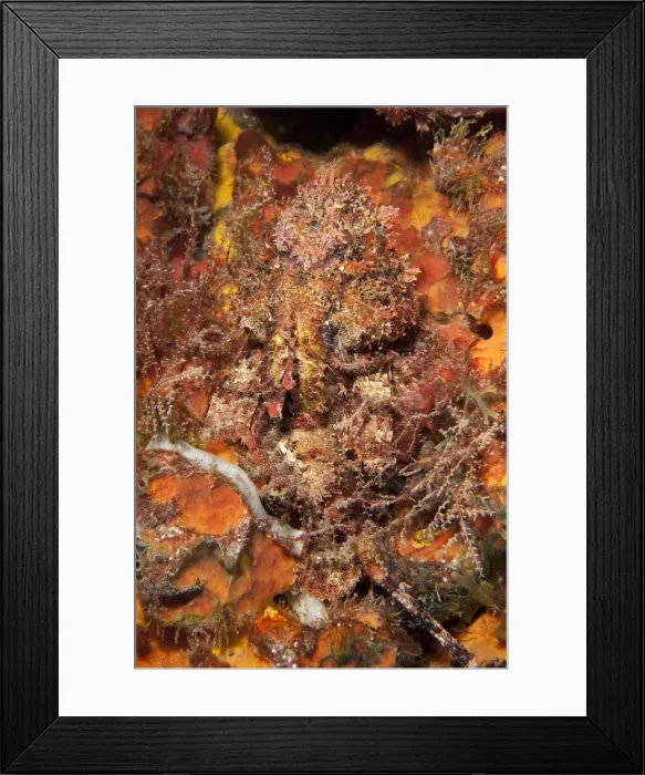Framed Print : Very well camouflaged plumed scorpionfish (Scorpaena grandicornis), Dominica, West Indies, Caribbean, Central America Framed Print : Very well camouflaged plumed scorpionfish (Scorpaena grandicornis), Dominica, West Indies, Caribbean, Central America
