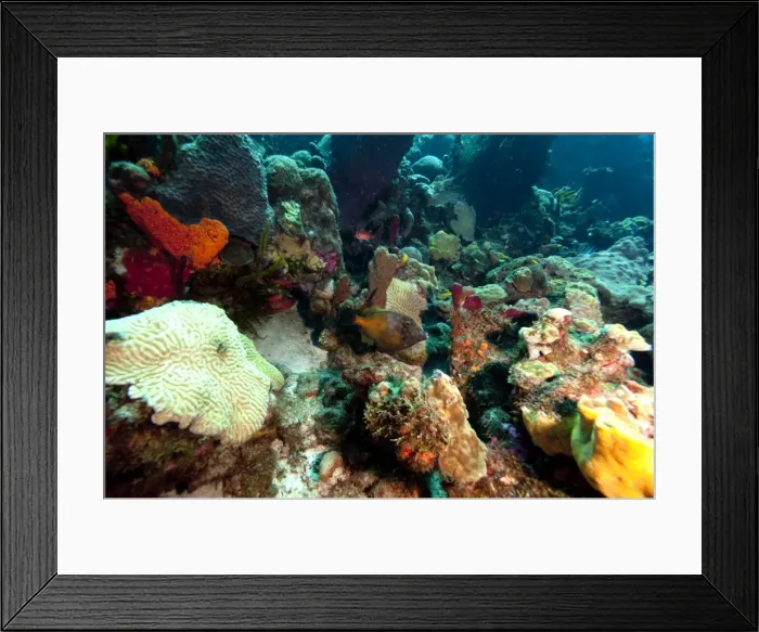 Framed Print : Whitespotted filefish (Cantherhines macrocerus), Dominica, West Indies, Caribbean, Central America Framed Print : Whitespotted filefish (Cantherhines macrocerus), Dominica, West Indies, Caribbean, Central America