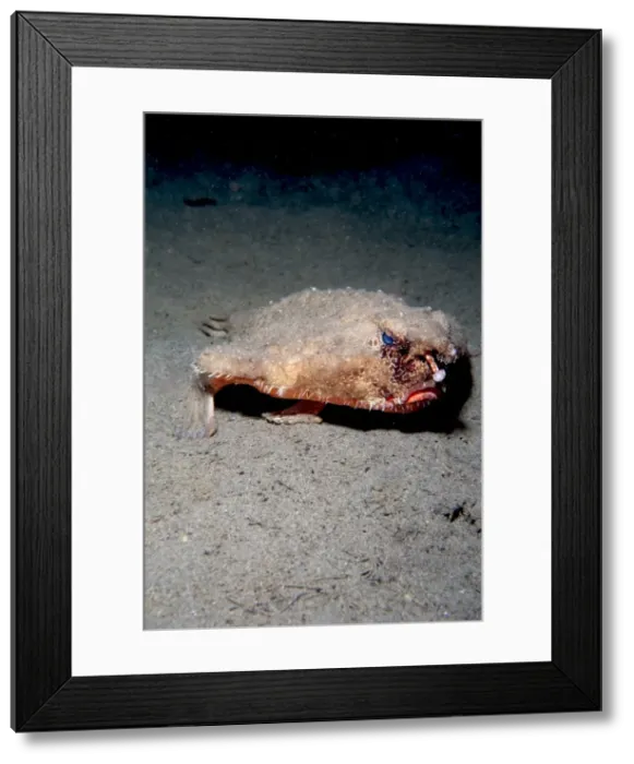 Framed Print : A rare longnose walking batfish (Ogcocephalus corniger) that usually lives at depths to 300m, Dominica, West Indies, Caribbean, Central America Framed Print : A rare longnose walking batfish (Ogcocephalus corniger) that usually lives at depths to 300m, Dominica, West Indies, Caribbean, Central America