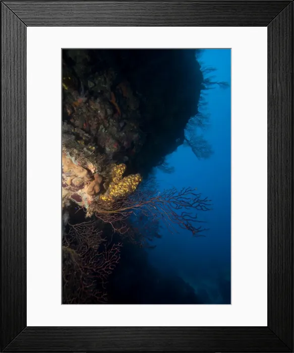 Framed Print : Reef scene, Dominica, West Indies, Caribbean, Central America Framed Print : Reef scene, Dominica, West Indies, Caribbean, Central America