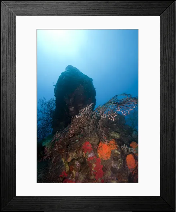 Framed Print : Reef scene, Dominica, West Indies, Caribbean, Central America Framed Print : Reef scene, Dominica, West Indies, Caribbean, Central America