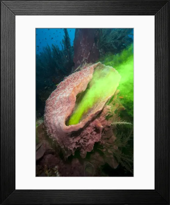 Framed Print : Giant sponge showing how it filters water with the use of dye, Dominica, West Indies, Caribbean, Central America Framed Print : Giant sponge showing how it filters water with the use of dye, Dominica, West Indies, Caribbean, Central America